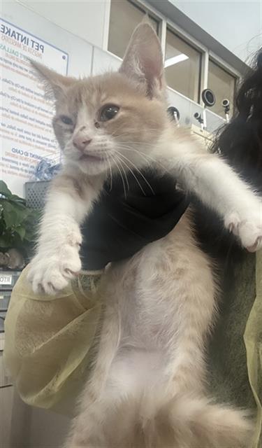 CLOVE, a cat for adoption from Dallas Animal Services