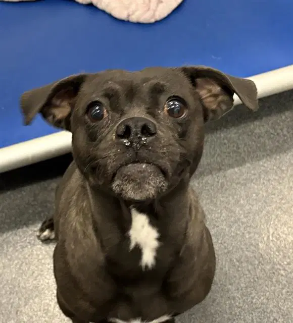 Piper - Pug