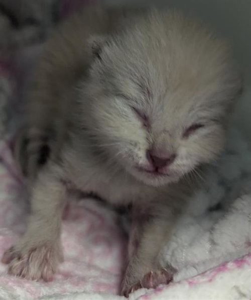 ALICIA, a cat for adoption from Dallas Animal Services