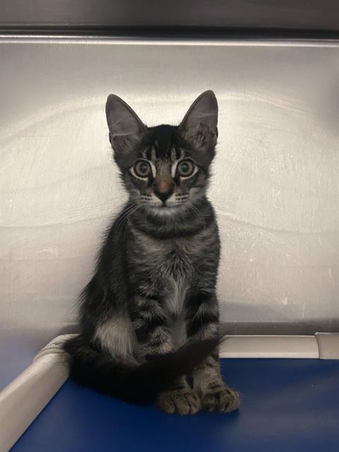 OTIS
