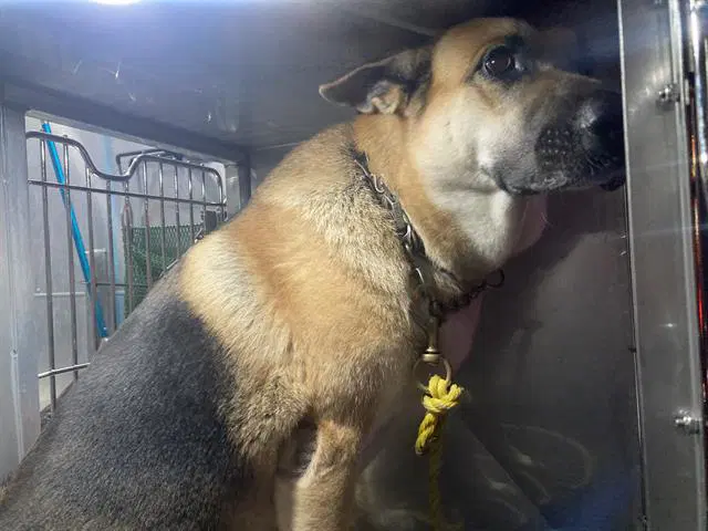 Rocky - German Shepherd Dog