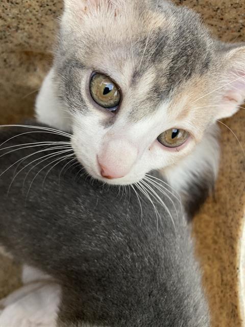 JORDIE, a cat for adoption from Dallas Animal Services