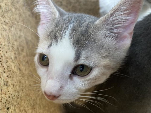 JOR, a cat for adoption from Dallas Animal Services