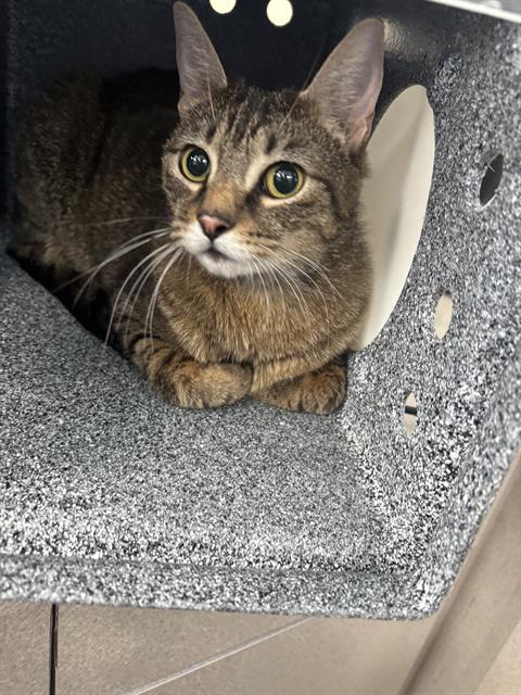 Luna, Domestic Short Hair