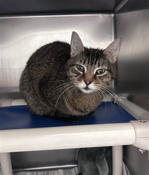 LUNA, a cat for adoption from Dallas Animal Services