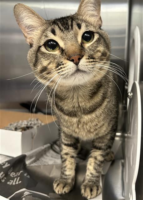 BUSTER, a cat for adoption from Dallas Animal Services