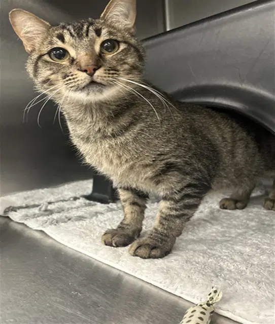 Buster - Domestic Short Hair