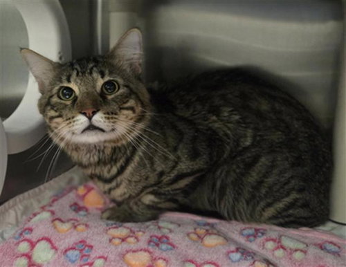 KITTY, a cat for adoption from Dallas Animal Services