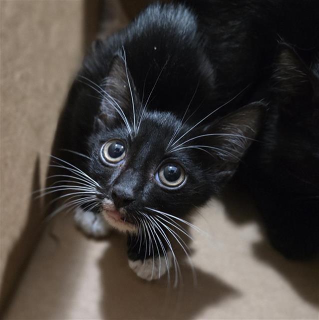 Noir, Domestic Short Hair
