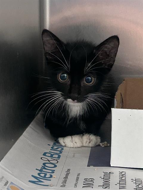 NOIR, a cat for adoption from Dallas Animal Services