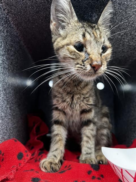 Luna, Domestic Short Hair