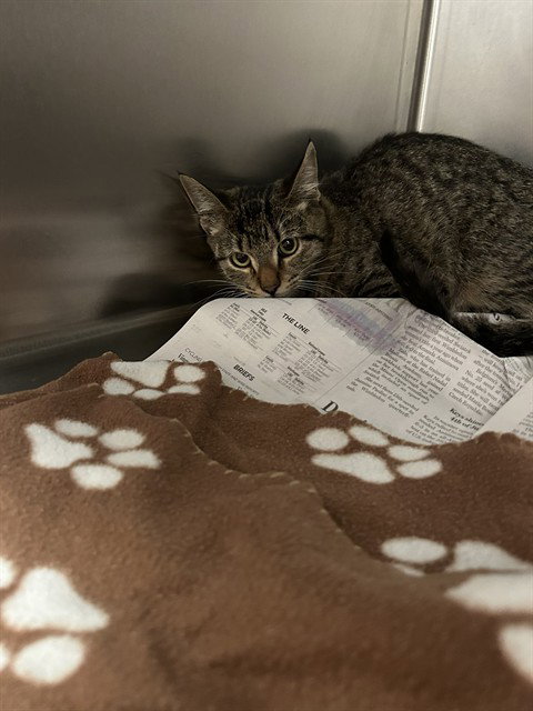 VAQUERO, a cat for adoption from Dallas Animal Services