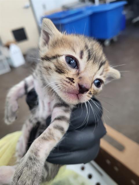 LILITH, a cat for adoption from Dallas Animal Services