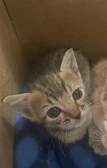 Lilith, Domestic Medium Hair (medium coat)