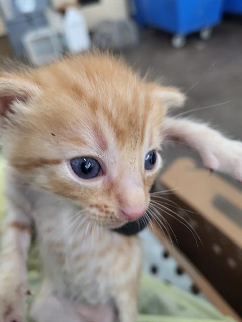 WEDNESDAY, a cat for adoption from Dallas Animal Services