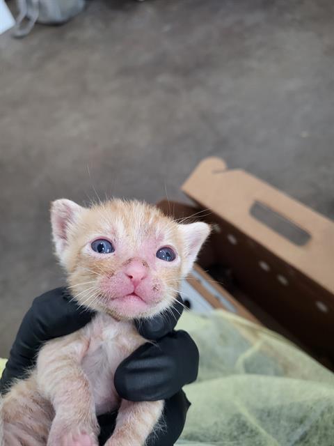 VLAD, a cat for adoption from Dallas Animal Services