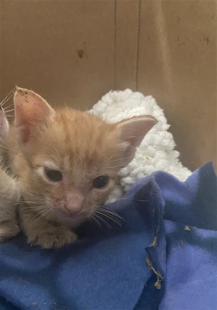 Vlad, Domestic Medium Hair (medium coat)