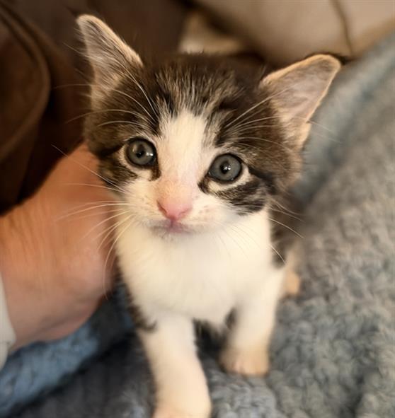 Lulu, Domestic Short Hair