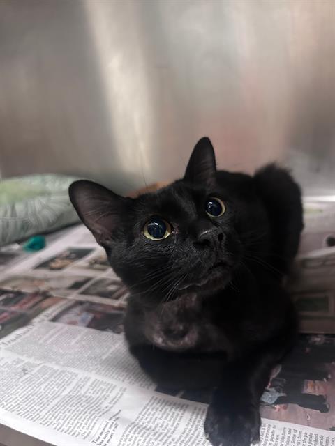 Roger, Domestic Short Hair