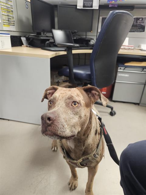 Bella, Pit Bull Terrier