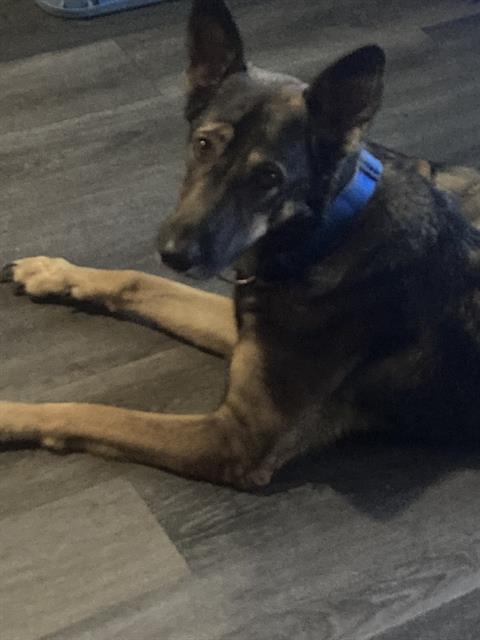 Nimoie, German Shepherd Dog