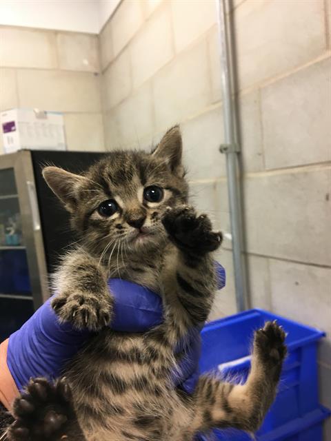 Betsy, Domestic Short Hair