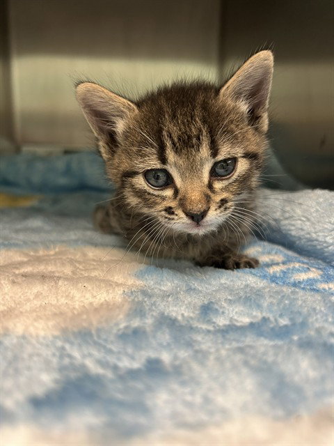 BETSY, a cat for adoption from Dallas Animal Services