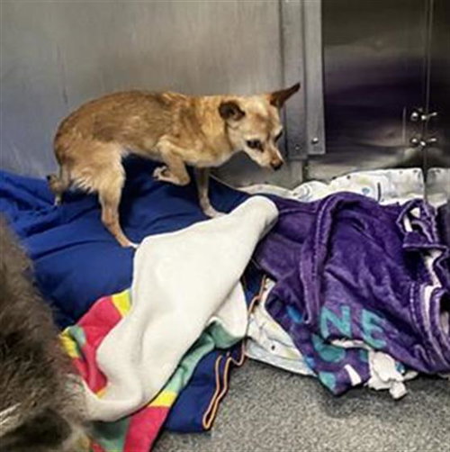 SUSAN, a dog for adoption from Dallas Animal Services