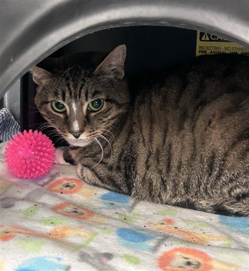 MAX, a cat for adoption from Dallas Animal Services