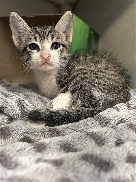 SAMMY, a cat for adoption from Dallas Animal Services
