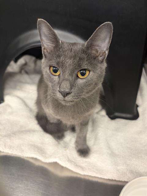 ELEVEN, a cat for adoption from Dallas Animal Services