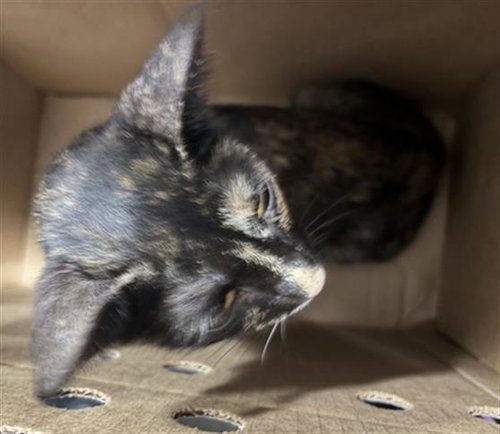 URSULA, a cat for adoption from Dallas Animal Services