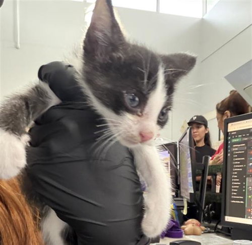 JINX, a cat for adoption from Dallas Animal Services