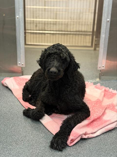 SPIDEY, a dog for adoption from Dallas Animal Services