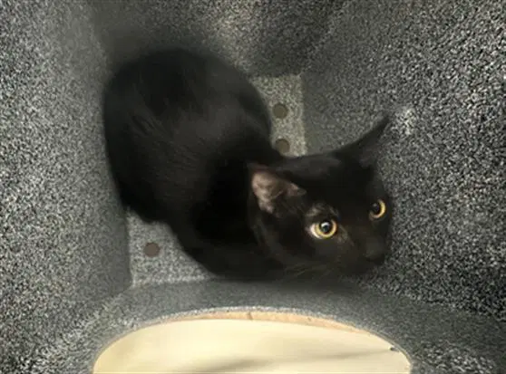 Carnerlio - Domestic Short Hair