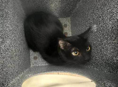 CARNERLIO, a cat for adoption from Dallas Animal Services