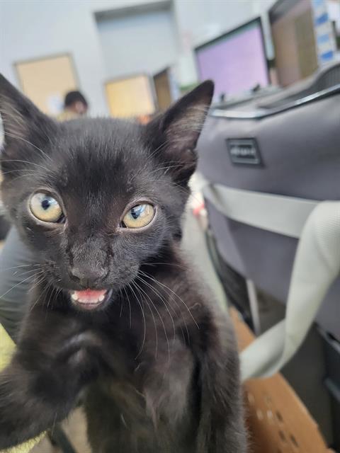 SALEM, a cat for adoption from Dallas Animal Services