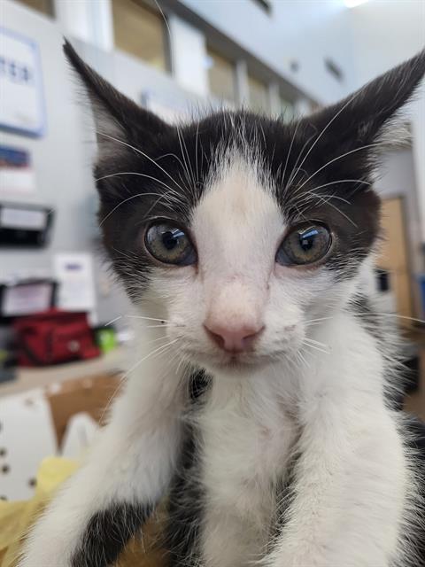 BINX, a cat for adoption from Dallas Animal Services