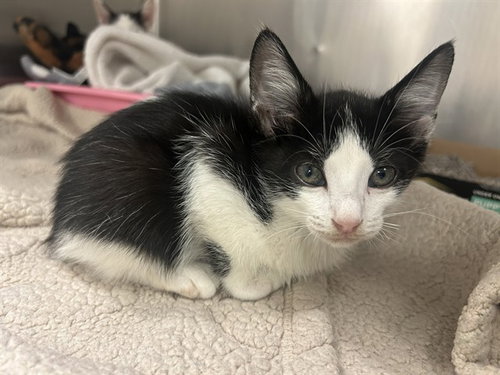 Binx, Domestic Medium Hair (medium coat)