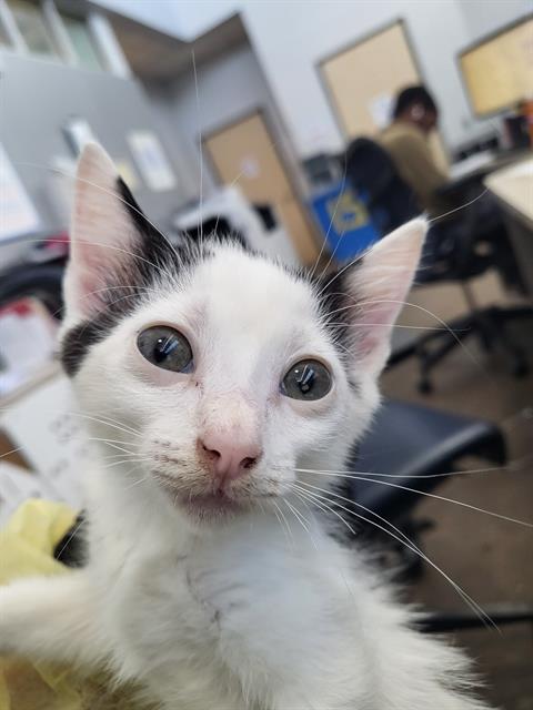 BONES, a cat for adoption from Dallas Animal Services
