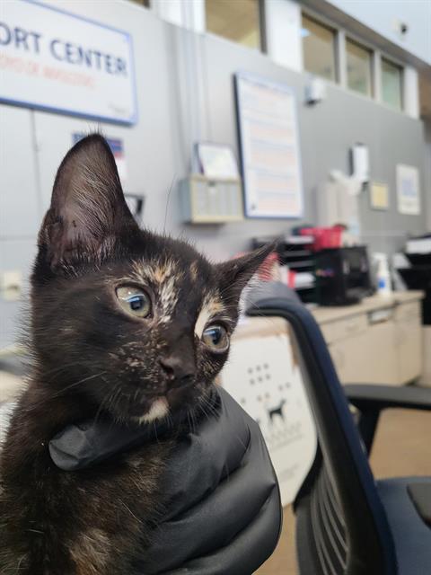 WEDNESDAY, a cat for adoption from Dallas Animal Services