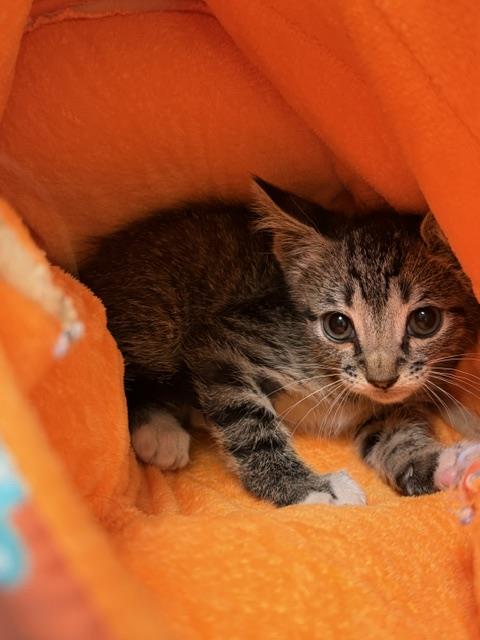 AXLE