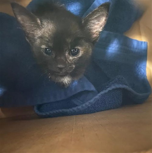 BILLY, a cat for adoption from Dallas Animal Services