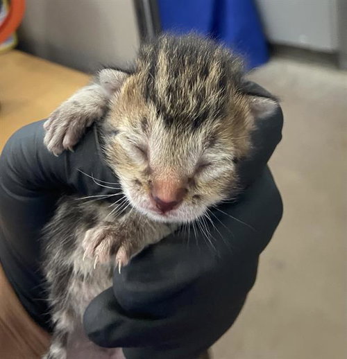 NIKO, a cat for adoption from Dallas Animal Services