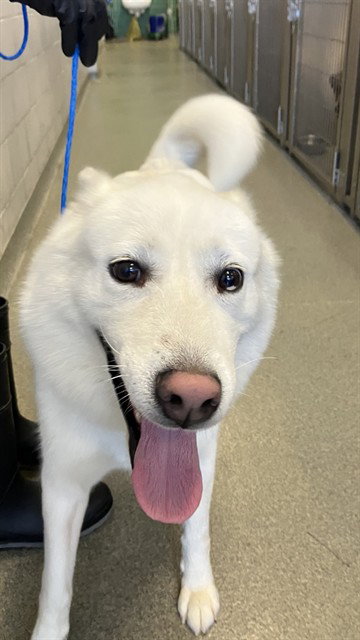 ASTRO, a dog for adoption from Dallas Animal Services