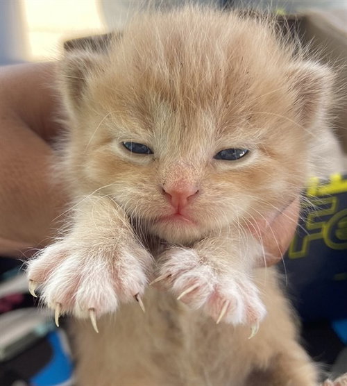 ANGEL, a cat for adoption from Dallas Animal Services