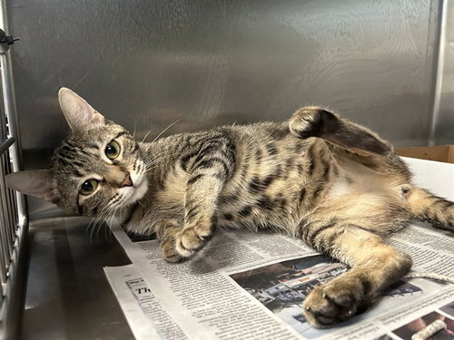SALLY, a cat for adoption from Dallas Animal Services