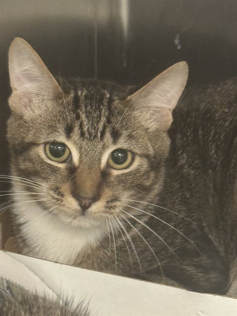 BOXIE, a cat for adoption from Dallas Animal Services