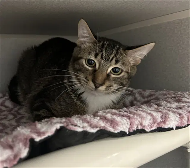 Boxie - Domestic Short Hair