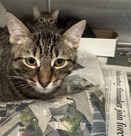 BINGO, a cat for adoption from Dallas Animal Services